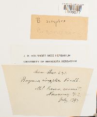 Roellia roellii image