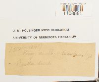 Roellia roellii image