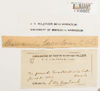 Roellia roellii image