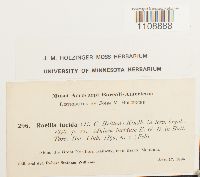 Roellia roellii image