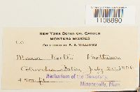 Roellia roellii image