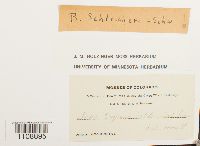 Bryum schleicheri image