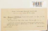 Bryum schleicheri image