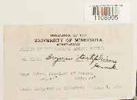 Bryum cyclophyllum image