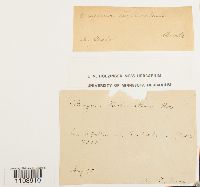 Bryum turbinatum image