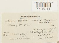 Bryum turbinatum image