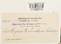 Bryum turbinatum image