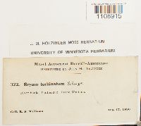 Bryum turbinatum image