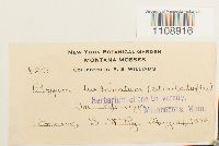 Bryum turbinatum image