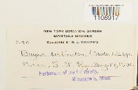 Bryum turbinatum image