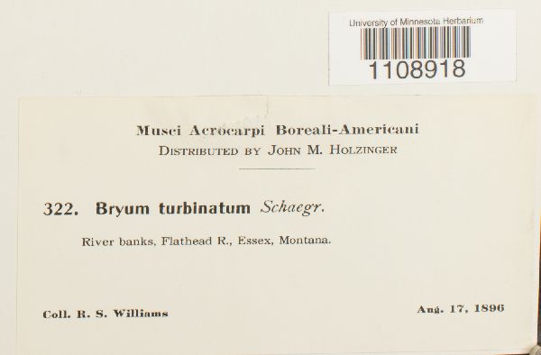 Bryum turbinatum image