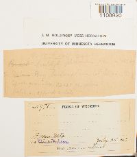 Bryum turbinatum image