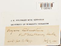 Bryum turbinatum image