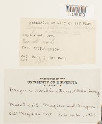 Bryum turbinatum image