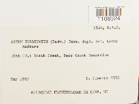 Bryum turbinatum image