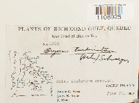 Bryum turbinatum image