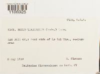 Bryum turbinatum image