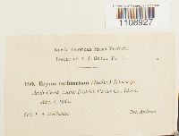 Bryum turbinatum image