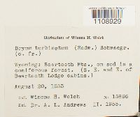 Bryum turbinatum image