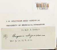 Bryum uliginosum image