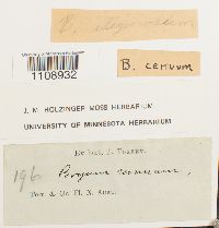 Bryum uliginosum image