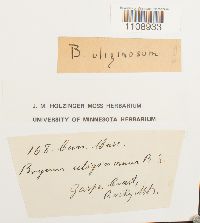 Bryum uliginosum image