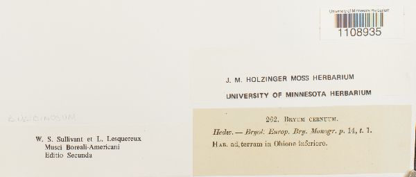Bryum uliginosum image