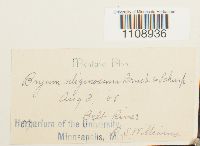 Bryum uliginosum image