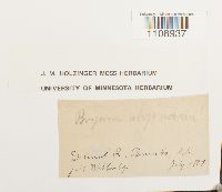 Bryum uliginosum image