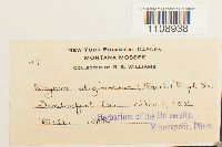 Bryum uliginosum image