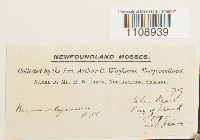 Bryum uliginosum image