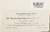 Bryum uliginosum image