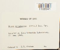 Bryum uliginosum image