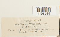 Bryum warneum image