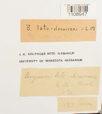 Bryum weigelii image