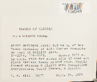 Bryum weigelii image