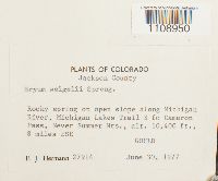 Bryum weigelii image