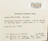 Bryum weigelii image