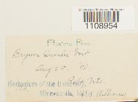 Bryum weigelii image