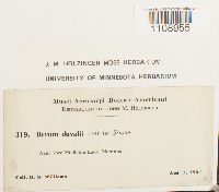 Bryum weigelii image