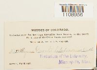 Bryum weigelii image