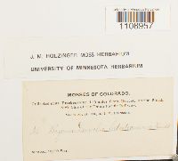 Bryum weigelii image