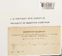 Bryum weigelii image