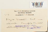 Bryum weigelii image