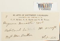 Bryum weigelii image