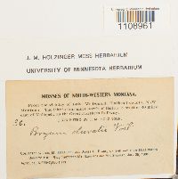 Bryum weigelii image