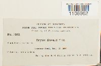 Bryum weigelii image