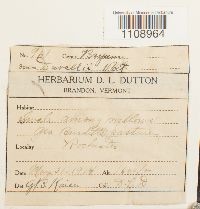 Bryum weigelii image