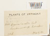 Bryum weigelii image