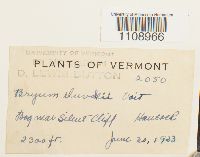 Bryum weigelii image